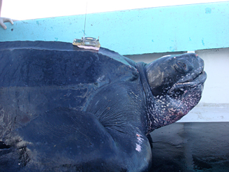 Male leatherback turtle Ian